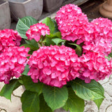 Hortensia de gradina Selma, cu flori rosii