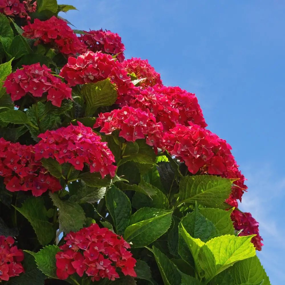 Hortensia de Gradina Speedy Red, cu flori rosii