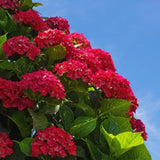 Hortensia de Gradina Speedy Red, cu flori rosii