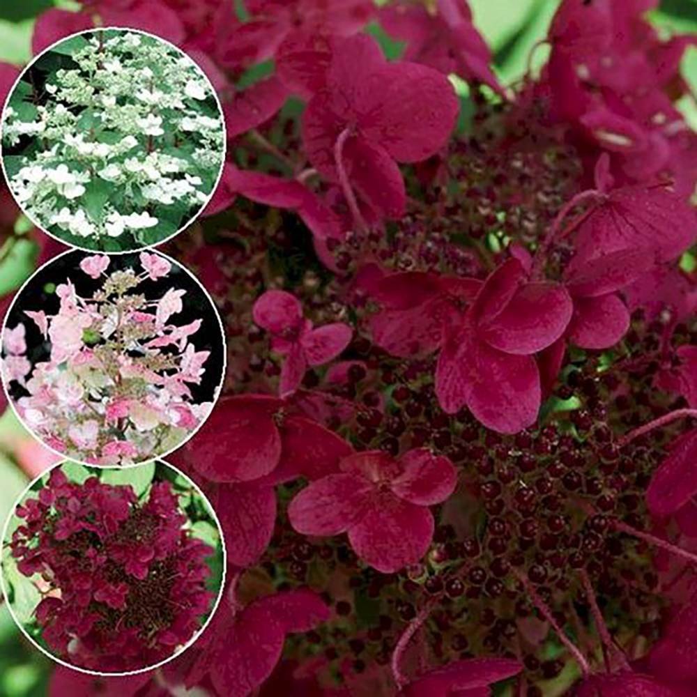 Hortensia de gradina Wim's Red, cu flori rosii-burgundiu