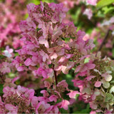 Hortensia de gradina Early Sensation, cu flori roz-burgundiu