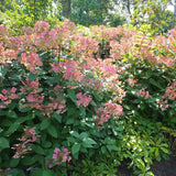 Hortensia de gradina Early Sensation, cu flori roz-burgundiu