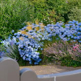 Hortensia Endless Summer, cu flori albastre