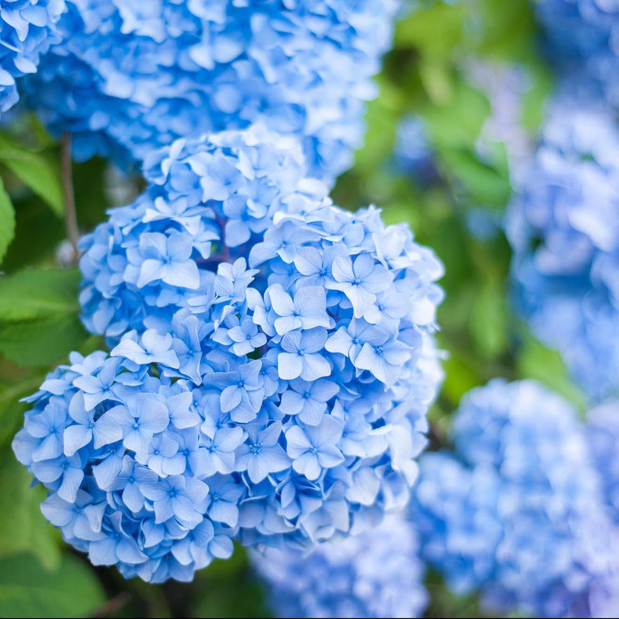 Hortensia Endless Summer, cu flori albastre