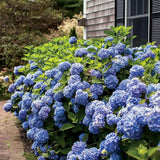 Hortensia Endless Summer, cu flori albastre