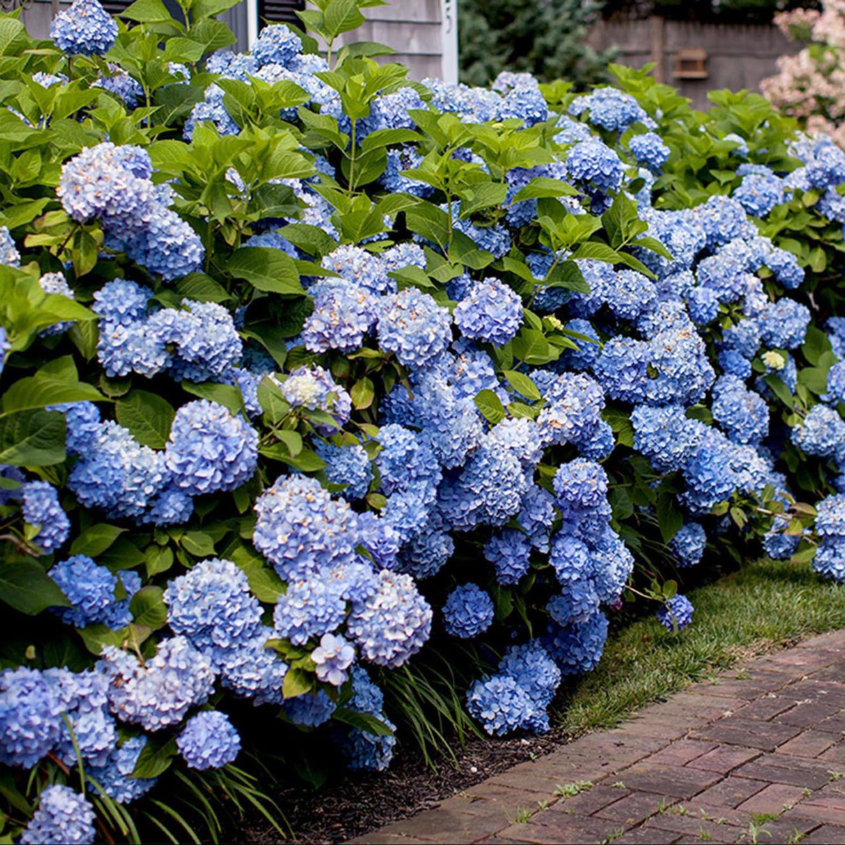 Hortensia Endless Summer, cu flori albastre