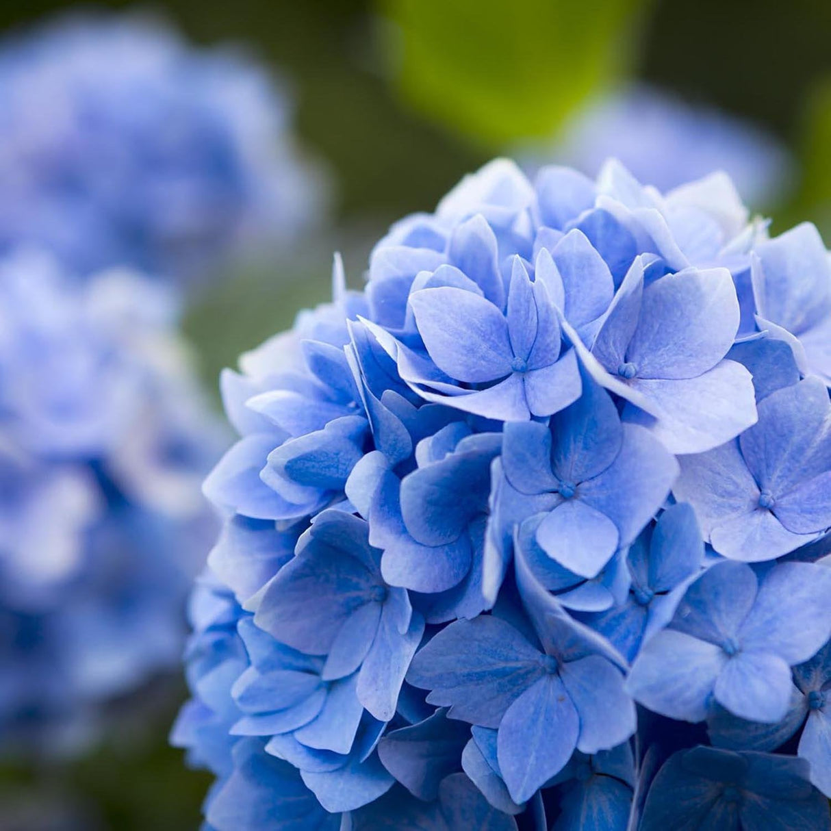 Hortensia Endless Summer, cu flori albastre
