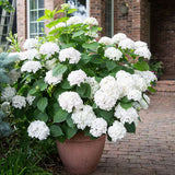 Hortensia de gradina Endless Summer Love, cu flori albe