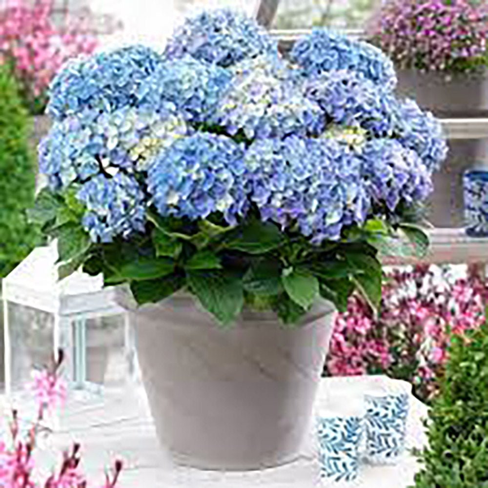 Hortensia de gradina Endless Summer Love, cu flori albastre