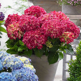Hortensia de gradina Endless Summer Love, cu flori rosii