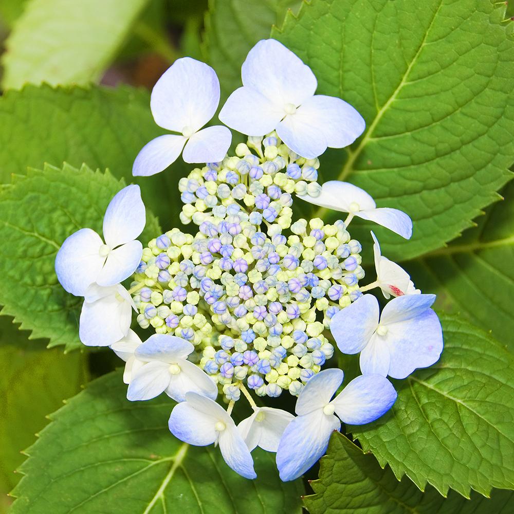 Hortensia Forever & Ever