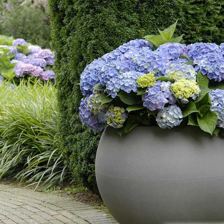 Hortensia Forever & Ever Blue