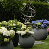 Hortensia Forever & Ever White