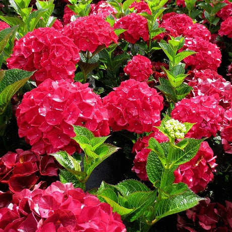 Hortensia de gradina Glowing Alps, cu flori rosii