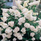Hortensie de Gradina Tip Copac Grandiflora, cu flori albe