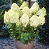 Hortensie de Gradina Tip Copac Grandiflora, cu flori albe