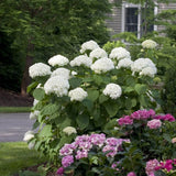 Hortensia de gradina Incrediball, cu flori albe