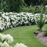 Hortensia de gradina Incrediball, cu flori albe