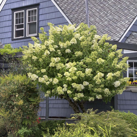 Hortensia de gradina Limelight, cu flori albe-crem