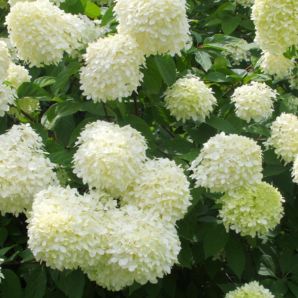 Hortensia de gradina Limelight, cu flori albe-crem