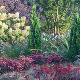 Hortensia de gradina Limelight, cu flori albe-crem
