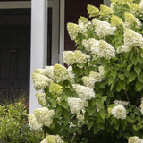 Hortensia de gradina Limelight, cu flori albe-crem
