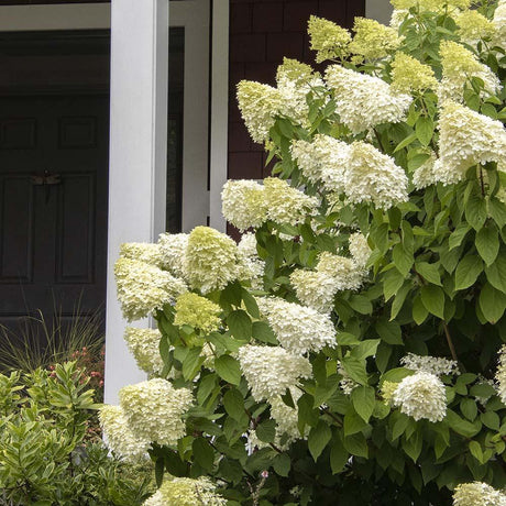 Hortensia de gradina Limelight, cu flori albe-crem