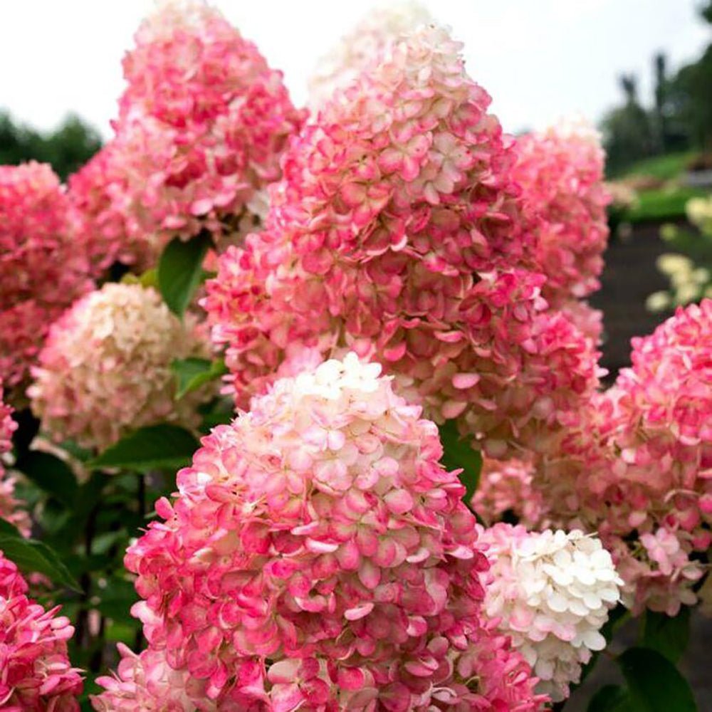 Hortensia de gradina Living Pinky Promise, cu flori roz-pal