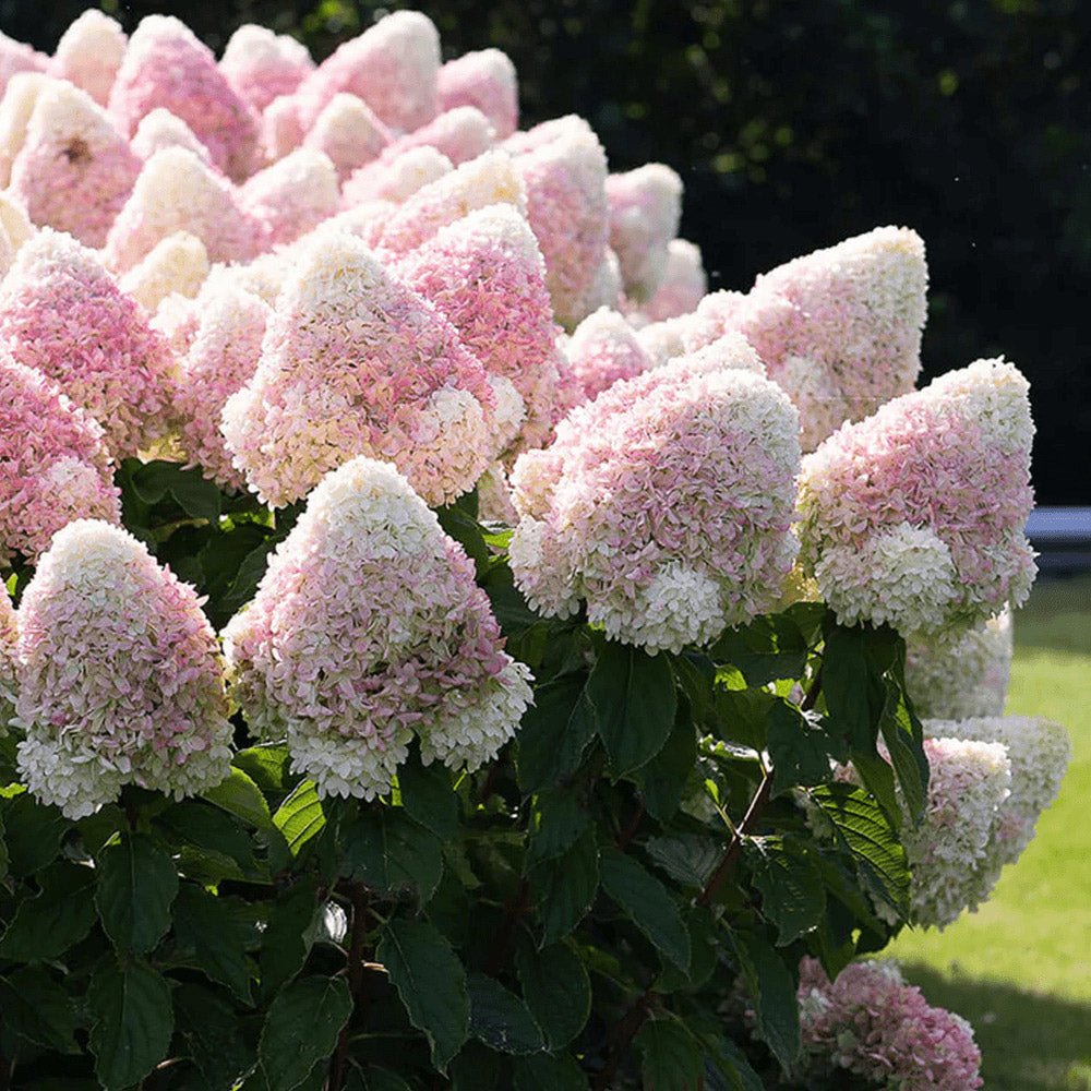 Hortensie de Gradina Tip Copac Living Pinky Promise, cu flori roz-pastel