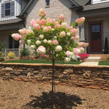 Hortensie de Gradina Tip Copac Living Pinky Promise, cu flori roz-pastel