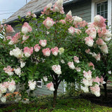 Hortensie de Gradina Tip Copac Living Pinky Promise, cu flori roz-pastel