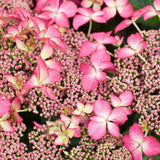 Hortensia de gradina Selina, cu flori roz-violet