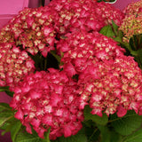Hortensia de gradina Selma, cu flori rosii