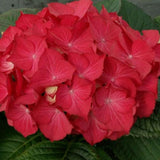 Hortensia de gradina Selma, cu flori rosii