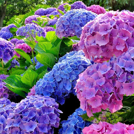Hortensia de gradina Ningbo, cu flori albastre-mov