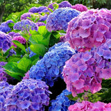 Hortensia Ningbo Roz/Albastru