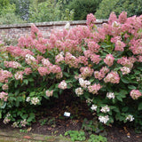 Hortensia de gradina Phantom, cu flori albe-zmeur