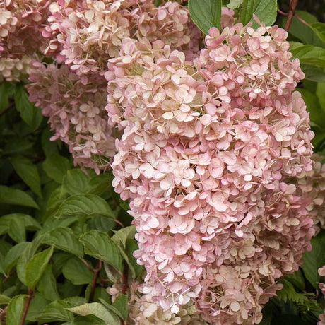 Hortensia de gradina Phantom, cu flori albe-zmeur