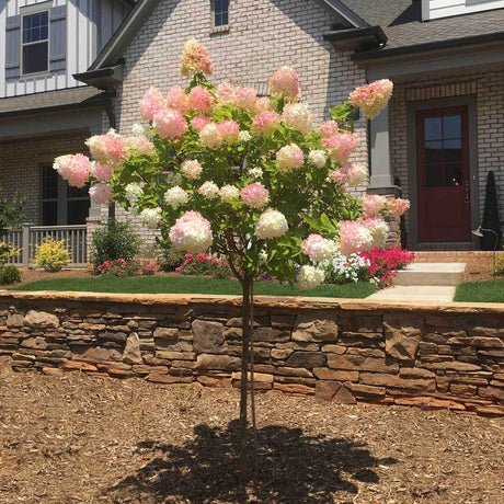 Hortensie Tip Copac Living Summer Love Now, cu flori roz-crem