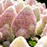 Hortensie Tip Copac Living Summer Love Now, cu flori roz-crem