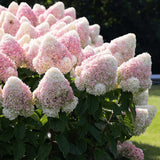 Hortensie Tip Copac Living Summer Love Now, cu flori roz-crem