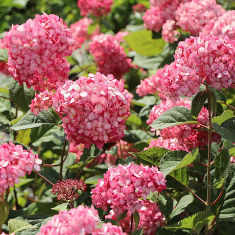 Hortensia de gradina Ruby Annabelle, cu flori rosii-rubiniu