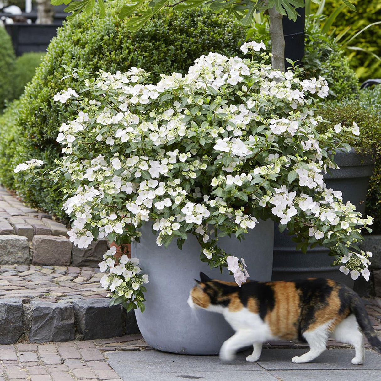 Hortensia de gradina Runaway Bride, cu flori albe de-a lungul intregului lastar