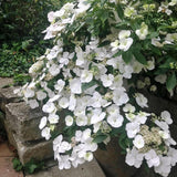 Hortensia de gradina Runaway Bride, cu flori albe de-a lungul intregului lastar
