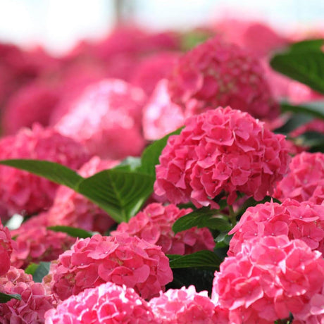 Hortensia de gradina Sibilla Masja, cu flori rosii-intens