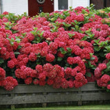 Hortensia de gradina Sibilla Masja, cu flori rosii-intens