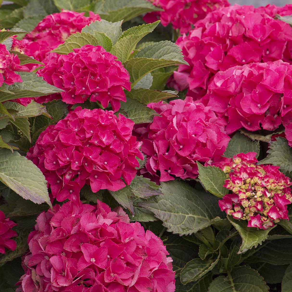 Hortensia de gradina Sibilla Masja, cu flori rosii-intens