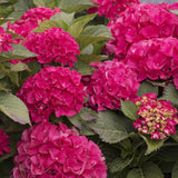Hortensia de gradina Sibilla Masja, cu flori rosii-intens