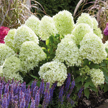 Hortensia de gradina Silver Dollar, cu flori albe