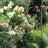 Hortensia de gradina Vanille Fraise, cu flori roz-crem